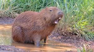 Attēlu rezultāti vaicājumam “Hydrochoerus hydrochaeris”