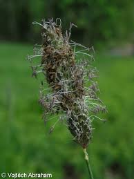 Attēlu rezultāti vaicājumam “Alopecurus pratensis fruit”