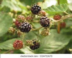 Attēlu rezultāti vaicājumam “Rubus plicatus fruit”