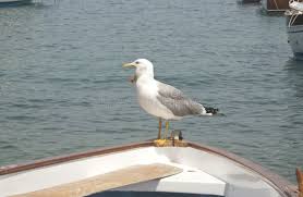 Image result for geeuw