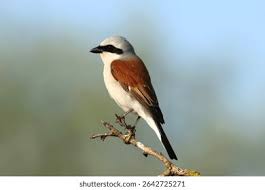 Attēlu rezultāti vaicājumam “Lanius collurio”