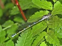 Attēlu rezultāti vaicājumam “Coenagrion pulchellum female”