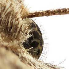 Attēlu rezultāti vaicājumam “Mamestra brassicae exuvia”