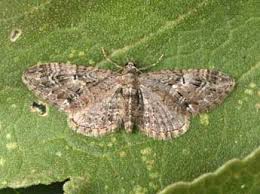 Attēlu rezultāti vaicājumam “Eupithecia pusillata”