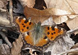 Attēlu rezultāti vaicājumam “Nymphalis xanthomelas underside”