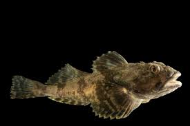 Image result for Myoxocephalus octodecemspinosus