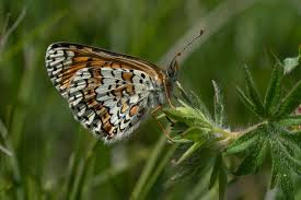Attēlu rezultāti vaicājumam “Melitaea cinxia upperside”
