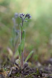 Attēlu rezultāti vaicājumam “Myosotis ramosissima flower”