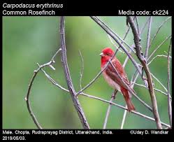 Attēlu rezultāti vaicājumam “Carpodacus erythrinus”