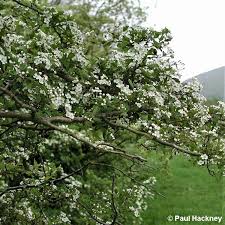 Attēlu rezultāti vaicājumam “Crataegus x macrocarpa leaf”