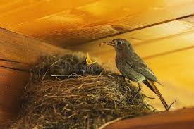 Attēlu rezultāti vaicājumam “Phoenicurus ochruros female”