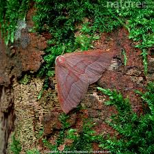 Attēlu rezultāti vaicājumam “Hylaea fasciaria”