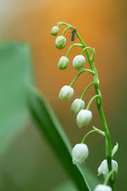 Attēlu rezultāti vaicājumam “Convallaria majalis bud”