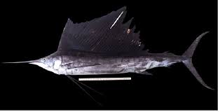 Image result for Istiophorus platypterus