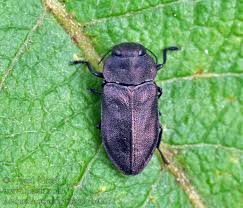 Attēlu rezultāti vaicājumam “Anthaxia quadripunctata”