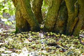 Attēlu rezultāti vaicājumam “Eudemis porphyrana”