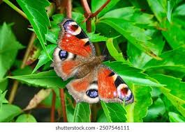 Attēlu rezultāti vaicājumam “Inachis io underside”