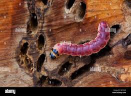Attēlu rezultāti vaicājumam “Cossus cossus larva”