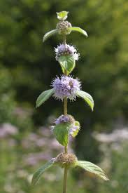 Attēlu rezultāti vaicājumam “Mentha x verticillata leaf”
