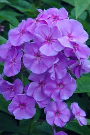 Image result for Phlox paniculata `Sweet Summer`