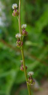 Attēlu rezultāti vaicājumam “Triglochin palustre fruit”