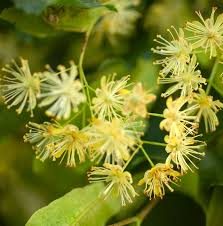 Attēlu rezultāti vaicājumam “Tilia cordata”