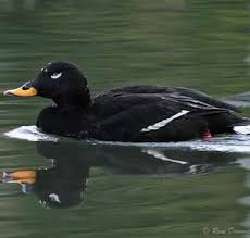 Attēlu rezultāti vaicājumam “Melanitta fusca male”