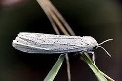 Attēlu rezultāti vaicājumam “Cribraria argillacea sessile”