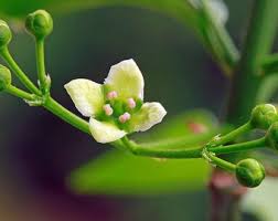 Attēlu rezultāti vaicājumam “Euonymus europaeus bud”