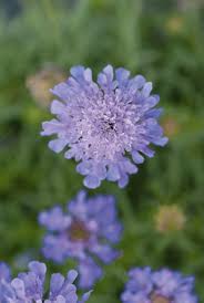 Image result for Scabiosa col.`Butterfly Blue`