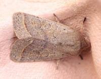 Attēlu rezultāti vaicājumam “Orthosia cerasi”