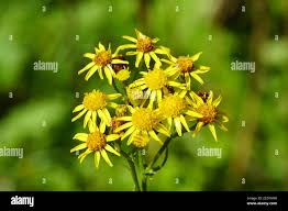 Attēlu rezultāti vaicājumam “Jacobaea vulgaris flower”
