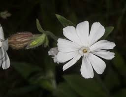 Attēlu rezultāti vaicājumam “Silene latifolia subsp. alba flower”