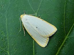 Attēlu rezultāti vaicājumam “Cybosia mesomella”