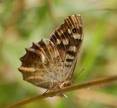 Attēlu rezultāti vaicājumam “Pararge aegeria underside”