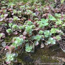Attēlu rezultāti vaicājumam “Phedimus spurius flower”