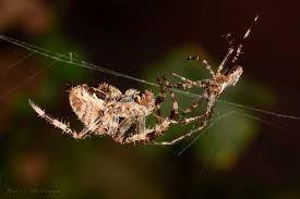 Attēlu rezultāti vaicājumam “Araneus diadematus female”