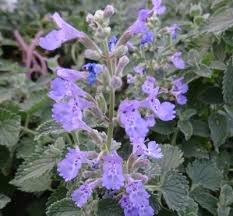 Image result for Katzenminze