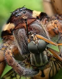 Attēlu rezultāti vaicājumam “Dolomedes fimbriatus”