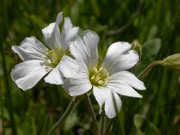 Attēlu rezultāti vaicājumam “Cerastium arvense flower”