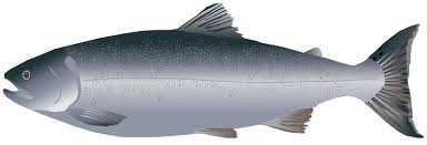 Image result for Oncorhynchus kisutch