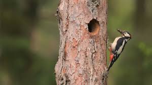 Attēlu rezultāti vaicājumam “Dendrocopos major male”