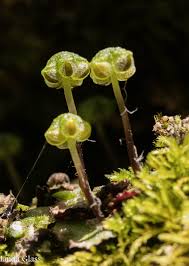 Attēlu rezultāti vaicājumam “Conocephalum salebrosum sporophyte”