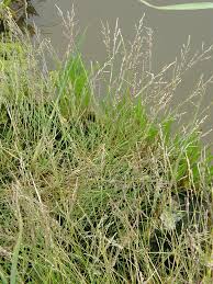 Attēlu rezultāti vaicājumam “Puccinellia distans”