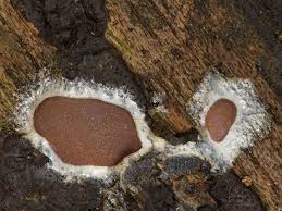 Attēlu rezultāti vaicājumam “Dictydiaethalium plumbeum”