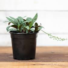 Attēlu rezultāti vaicājumam “Lycogala leopardinum sessile”