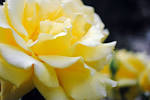 Yellow rose flower petals - via Daymix