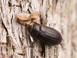 Attēlu rezultāti vaicājumam “Grynocharis oblonga”