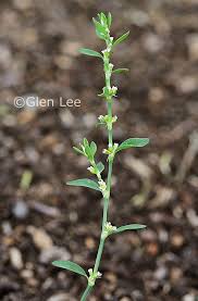 Attēlu rezultāti vaicājumam “Polygonum aviculare leaf”