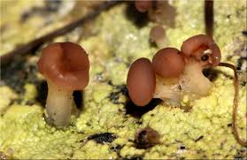 Attēlu rezultāti vaicājumam “Baeomyces rufus”